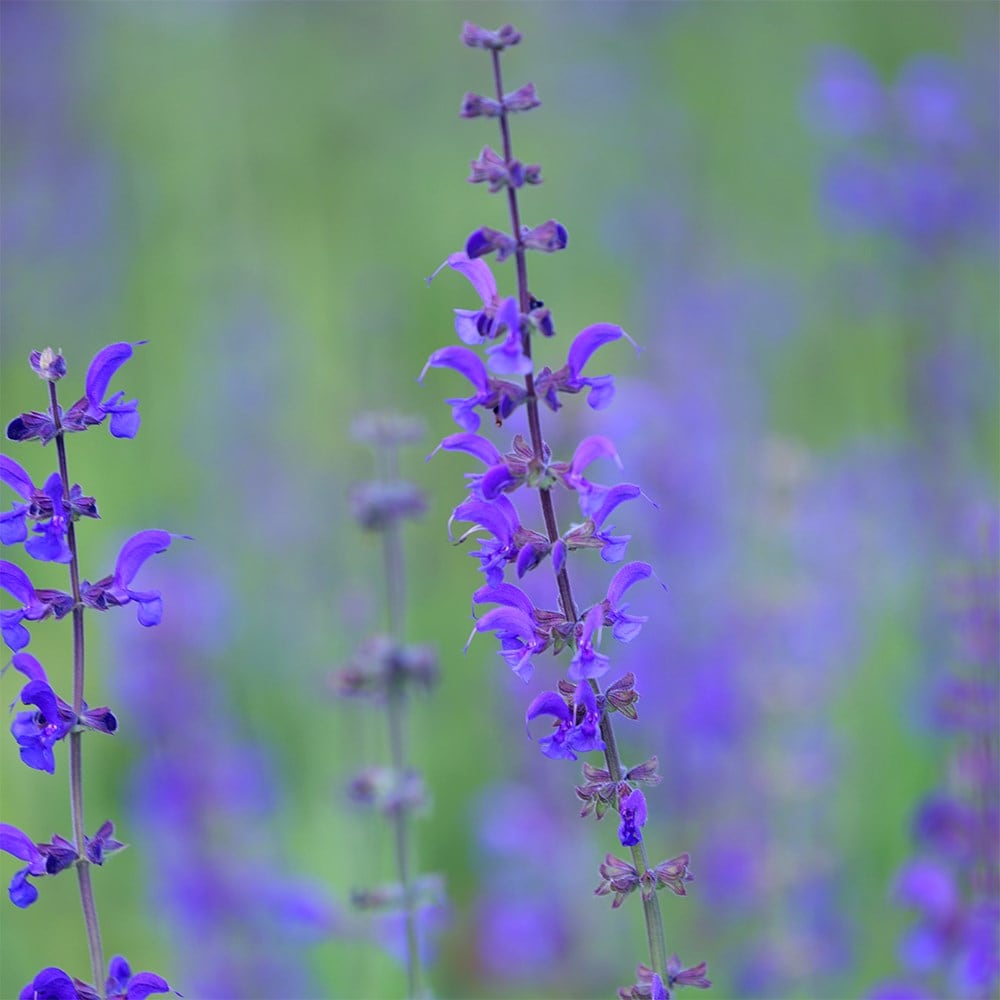 Product options image