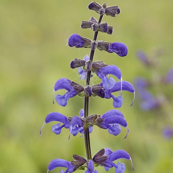 Salvia pratensis