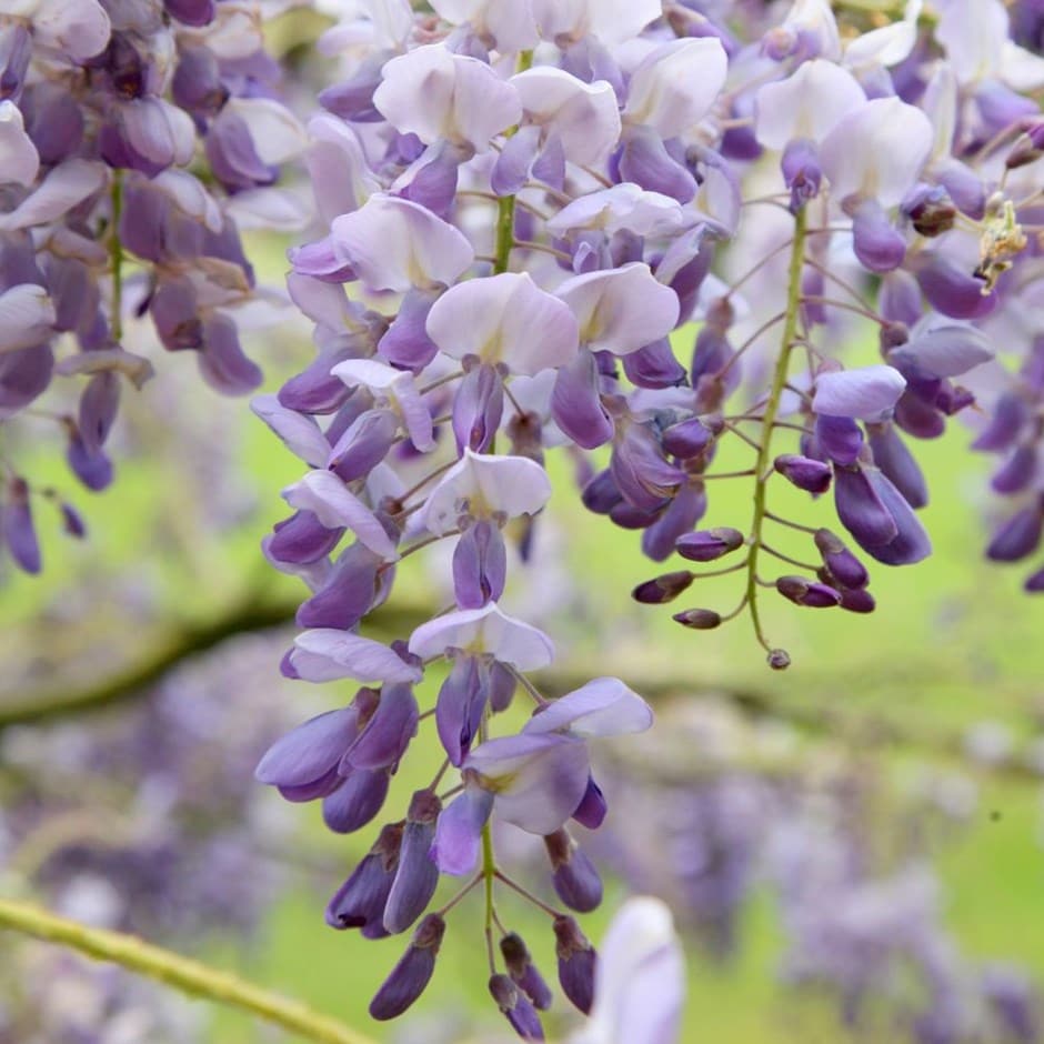 Buy Chinese wisteria Wisteria sinensis Amethyst £23.99