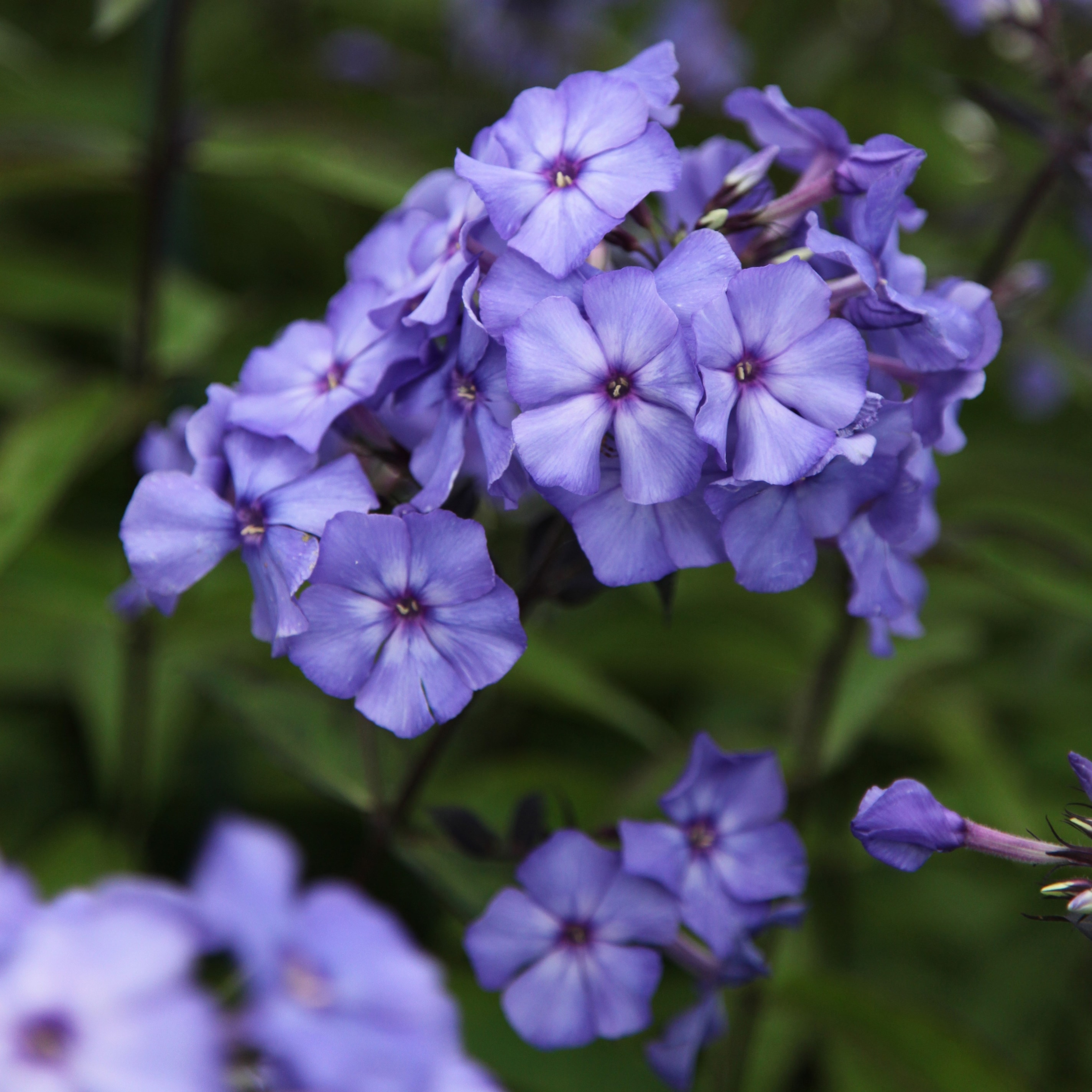 Phlox blue deals paradise