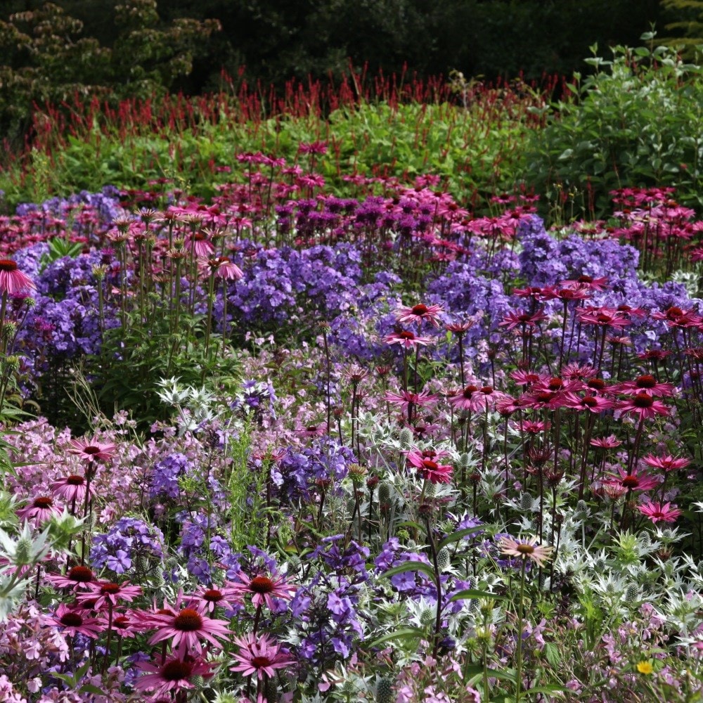 <i>Phlox paniculata</i> 'Blue Paradise'