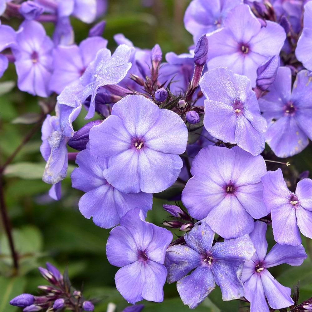 <i>Phlox paniculata</i> 'Blue Paradise'