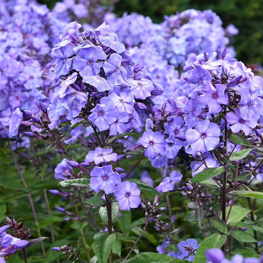 <i>Phlox paniculata</i> 'Blue Paradise'