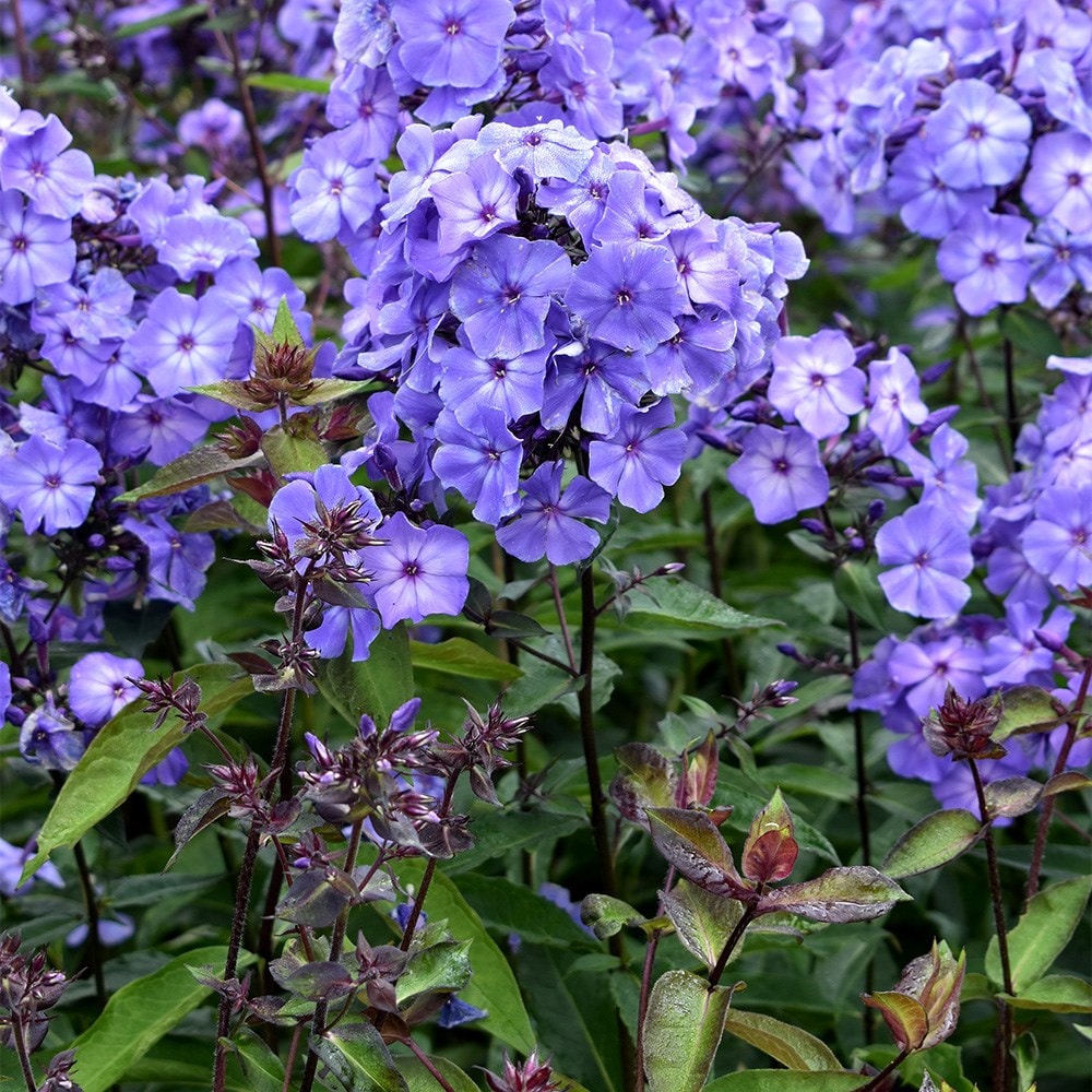 <i>Phlox paniculata</i> 'Blue Paradise'