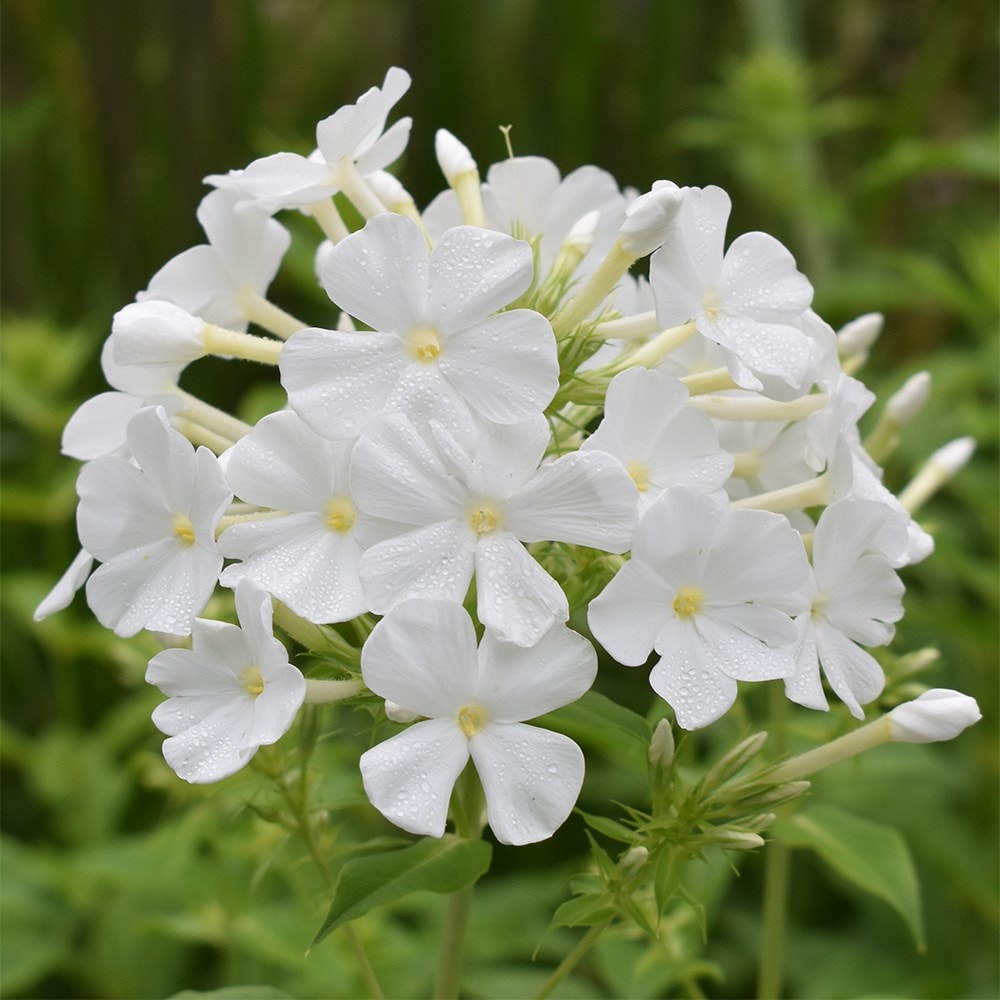 <i>Phlox paniculata</i> 'Mount Fuji'