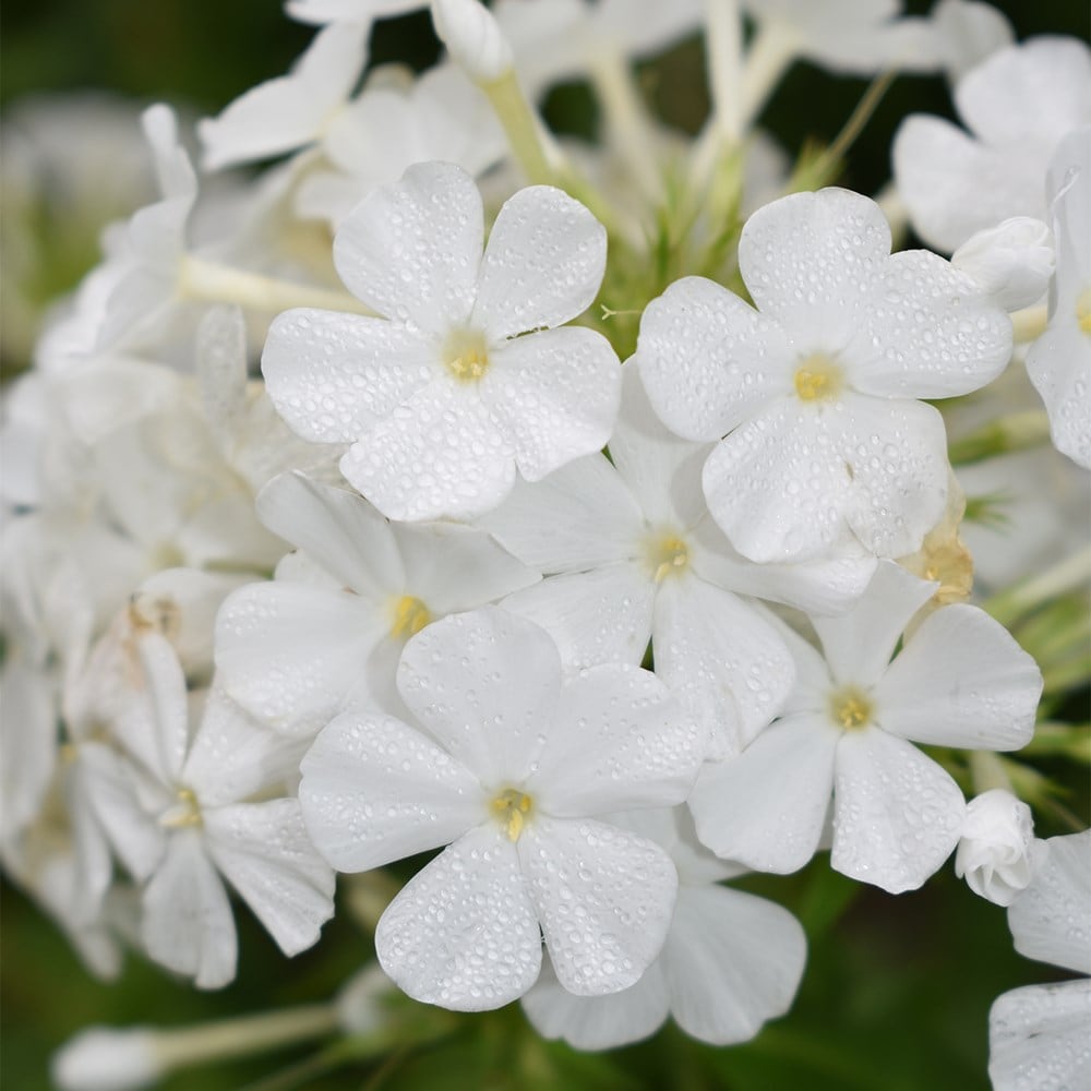 <i>Phlox paniculata</i> 'Mount Fuji'