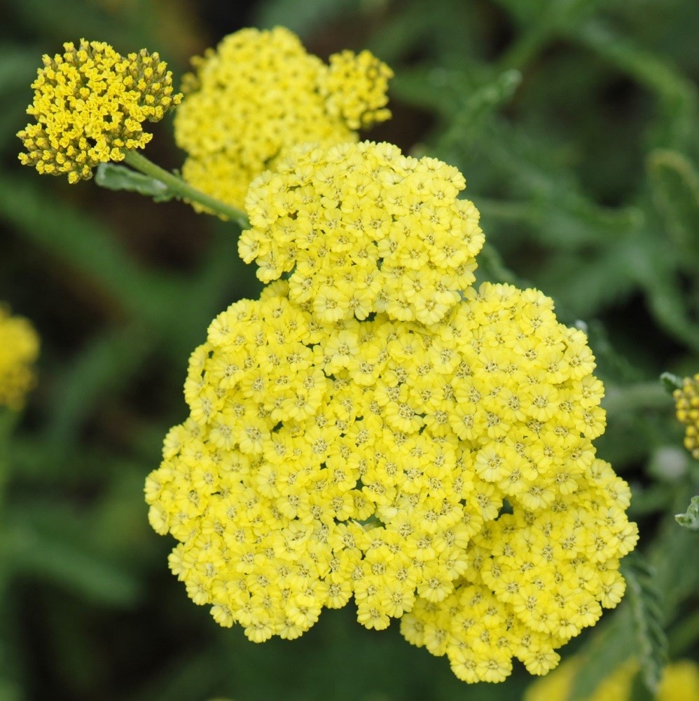 <i>Achillea</i> 'Taygetea'