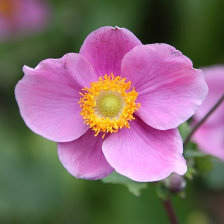 Picture of Anemone hupehensis Hadspen Abundance