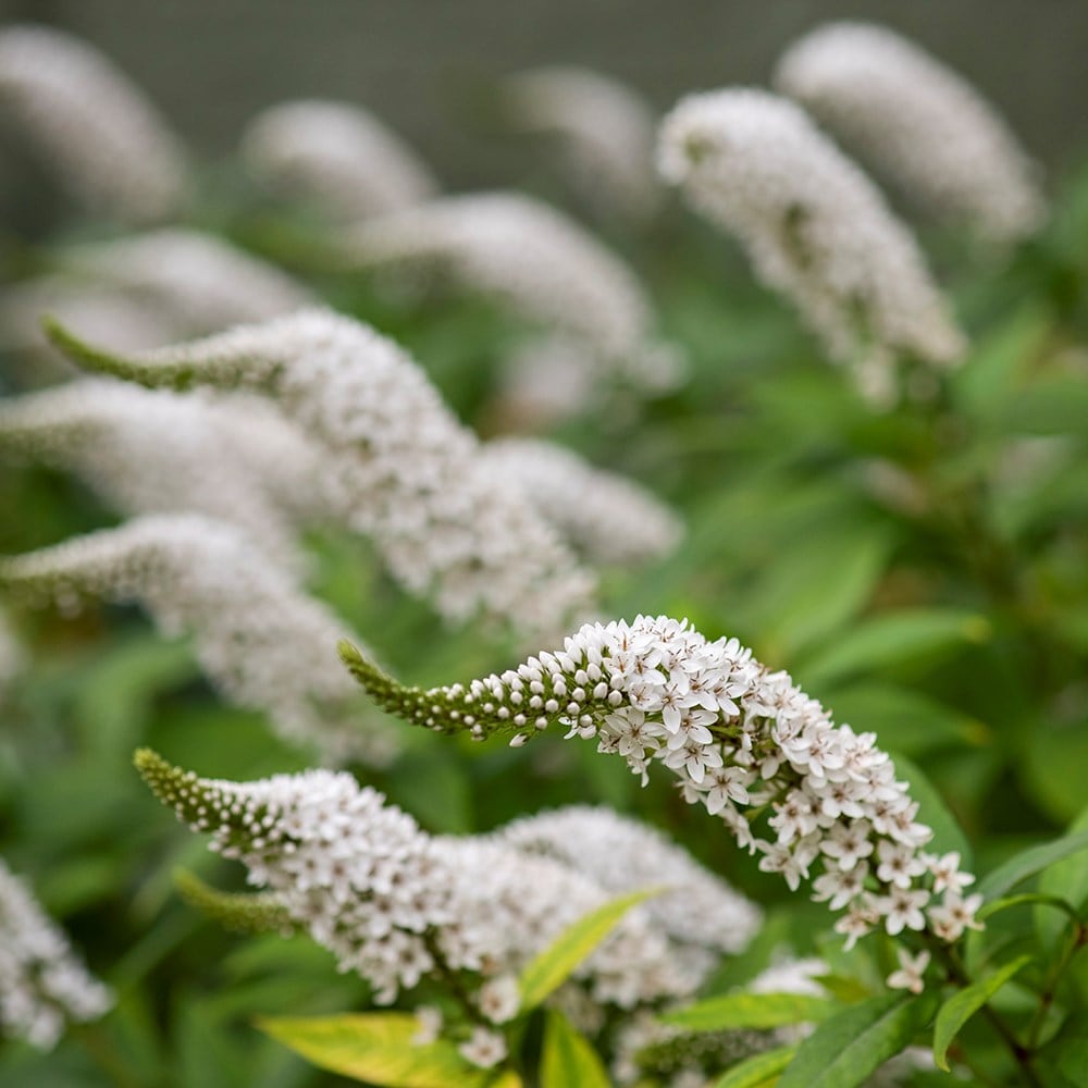 Product options image