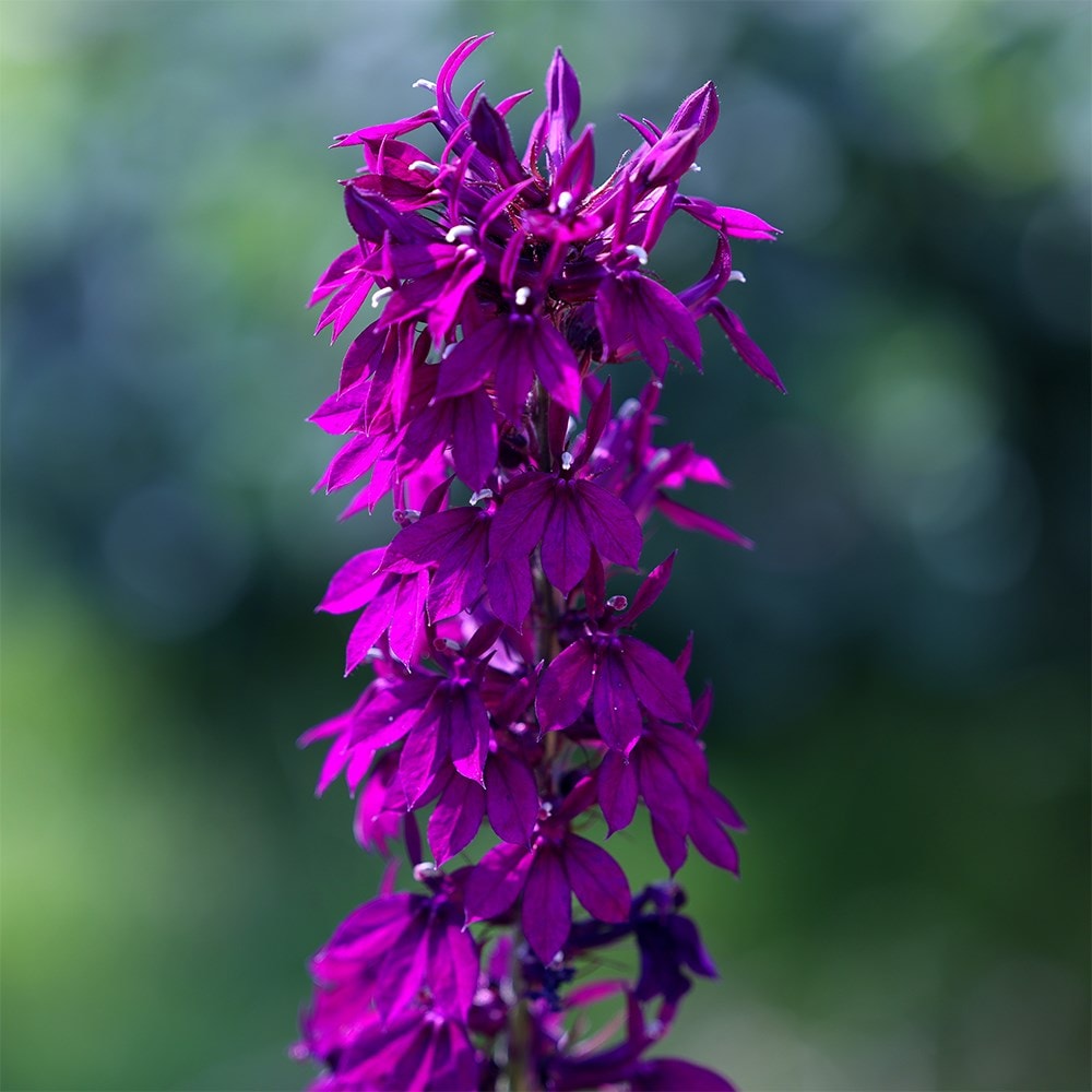 Product options image