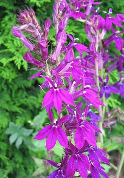 Lobelia × speciosa Hadspen Purple (PBR)