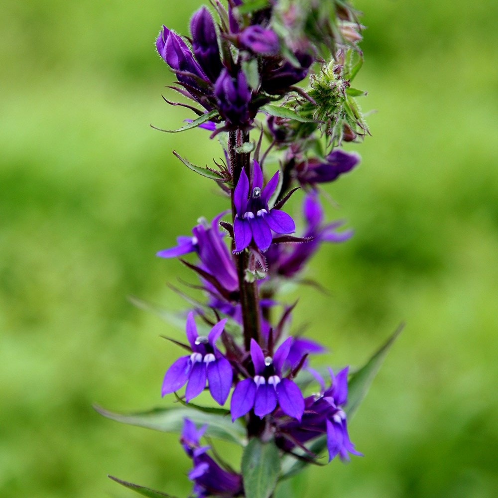 Product options image