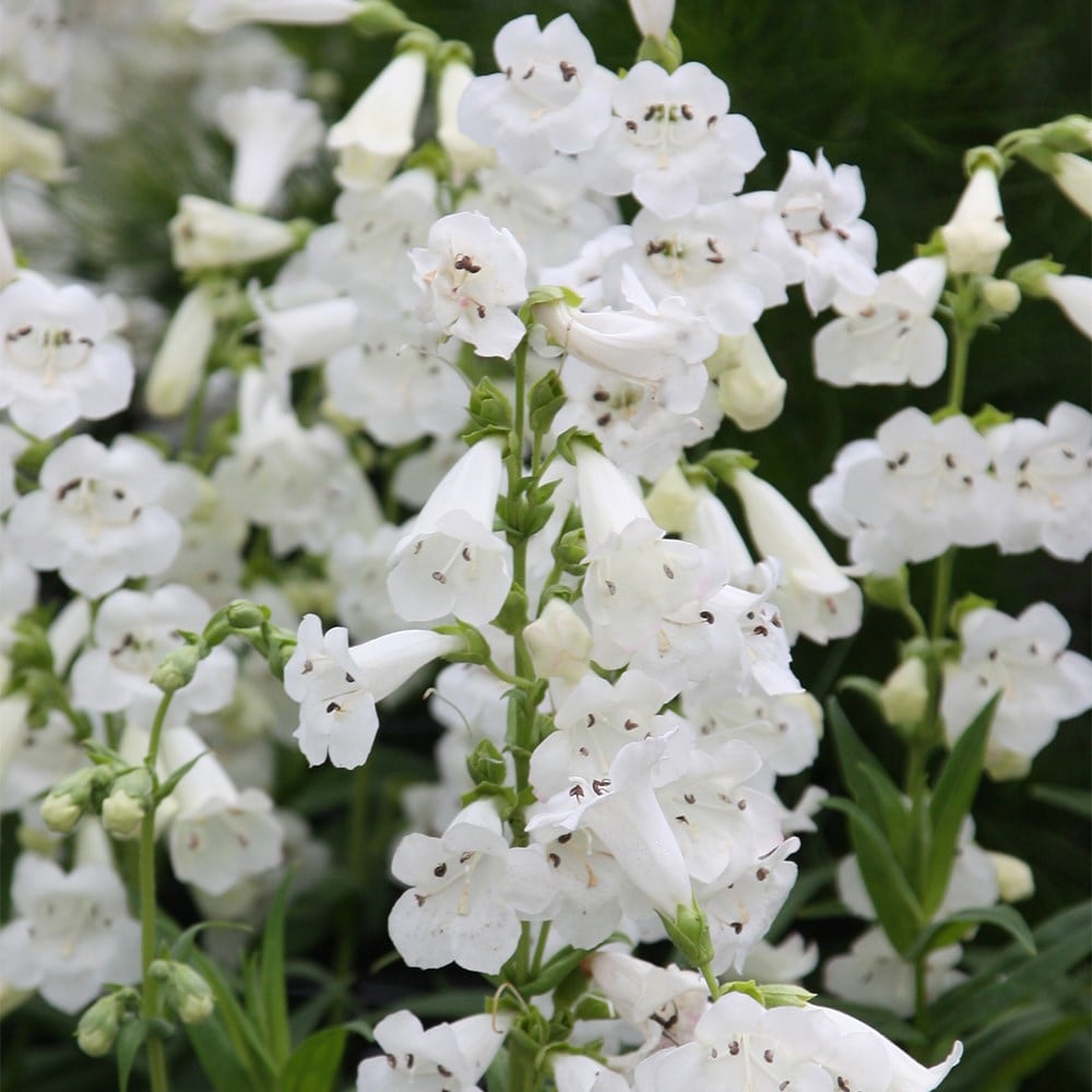 <i>Penstemon</i> 'White Bedder'