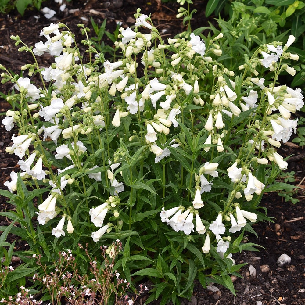 <i>Penstemon</i> 'White Bedder'