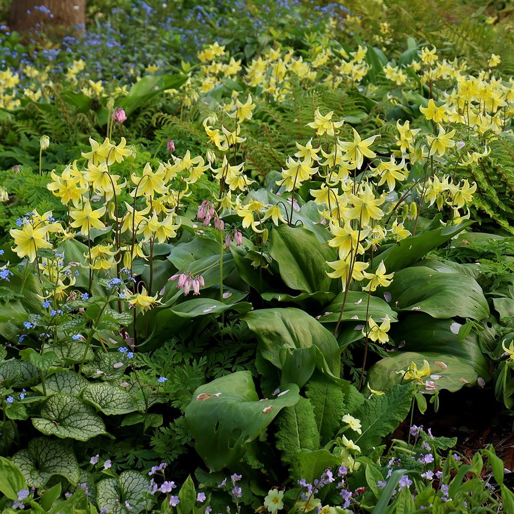 Product options image