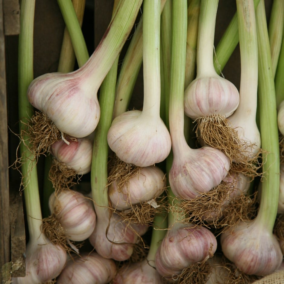 garlic 'Lautrec Wight'