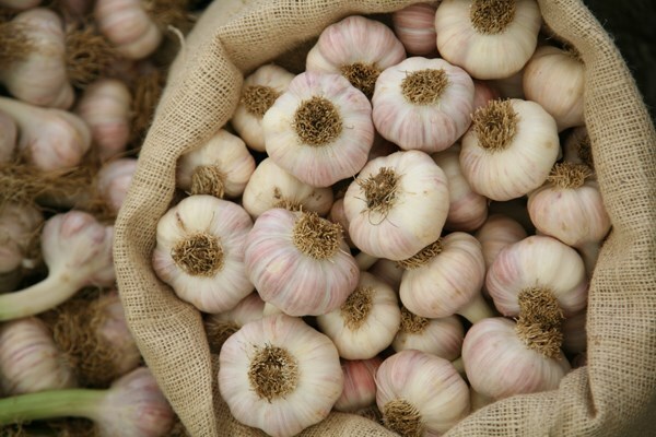 garlic 'Lautrec Wight'