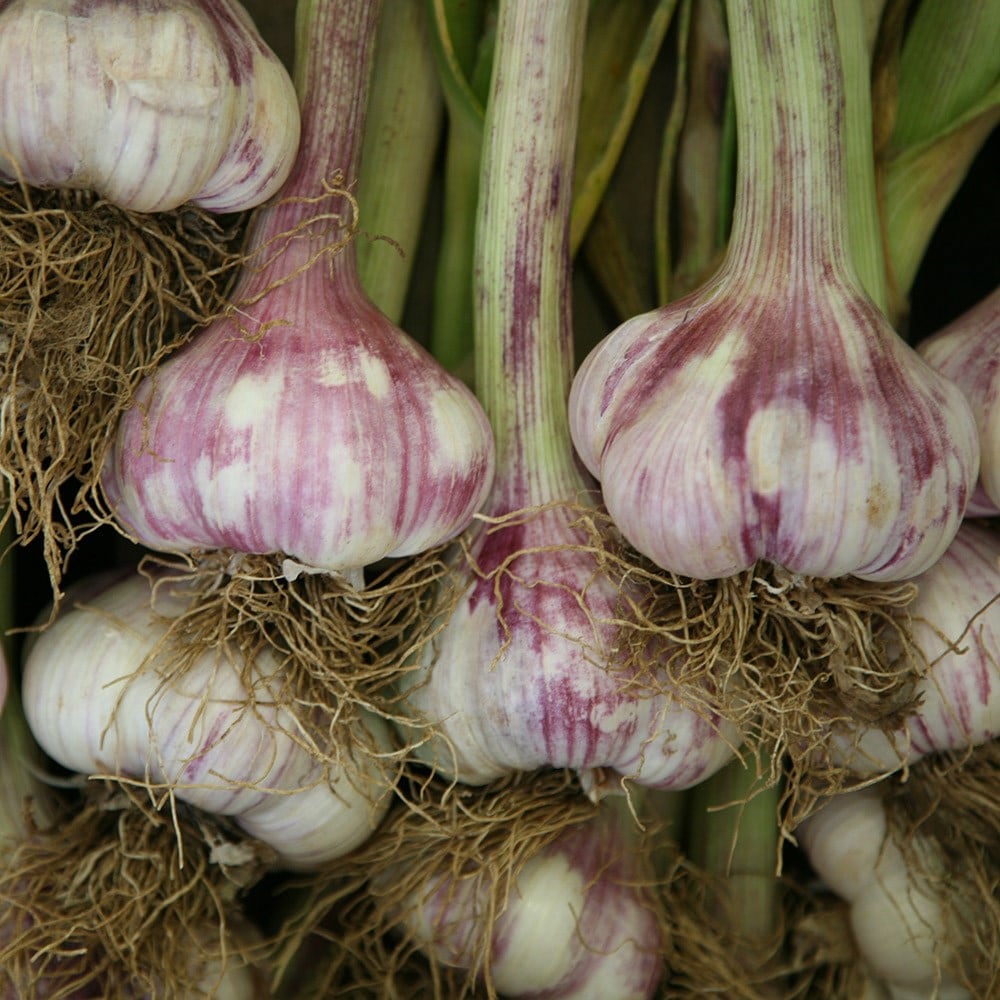 garlic 'Early Purple Wight'