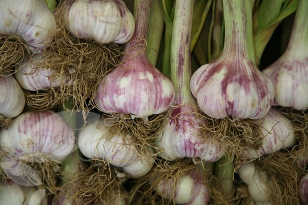 garlic 'Early Purple Wight'