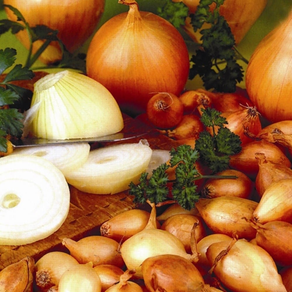 yellow semi-globe onion sets