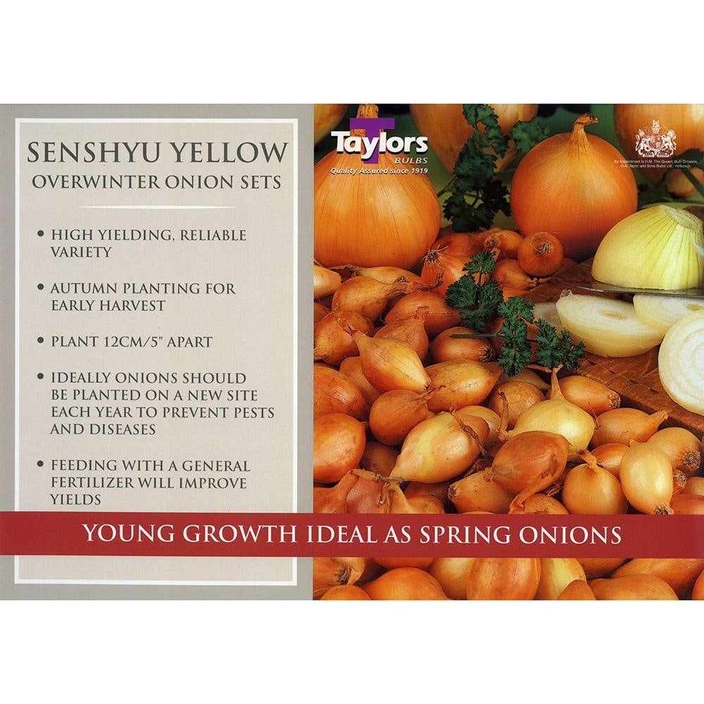 onion 'Senshyu Semi-globe Yellow'