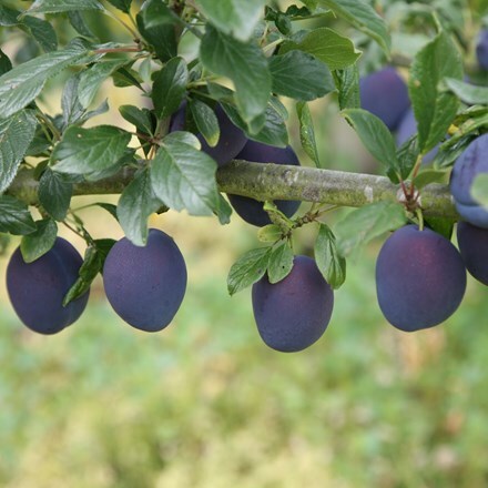 Picture of damson Prune Damson