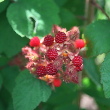Rubus phoenicolasius Japanese wineberry