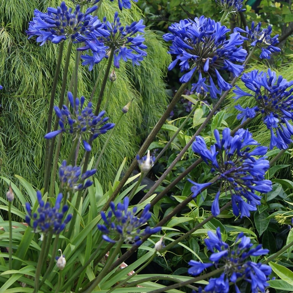 African lily (syn. Agapanthus Navy Blue)