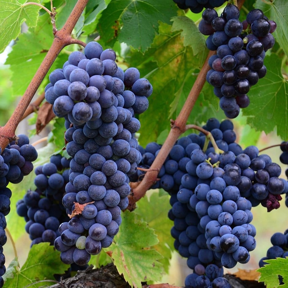 grape vine (syn. Vitis vinifera 'Muscat Bleu')