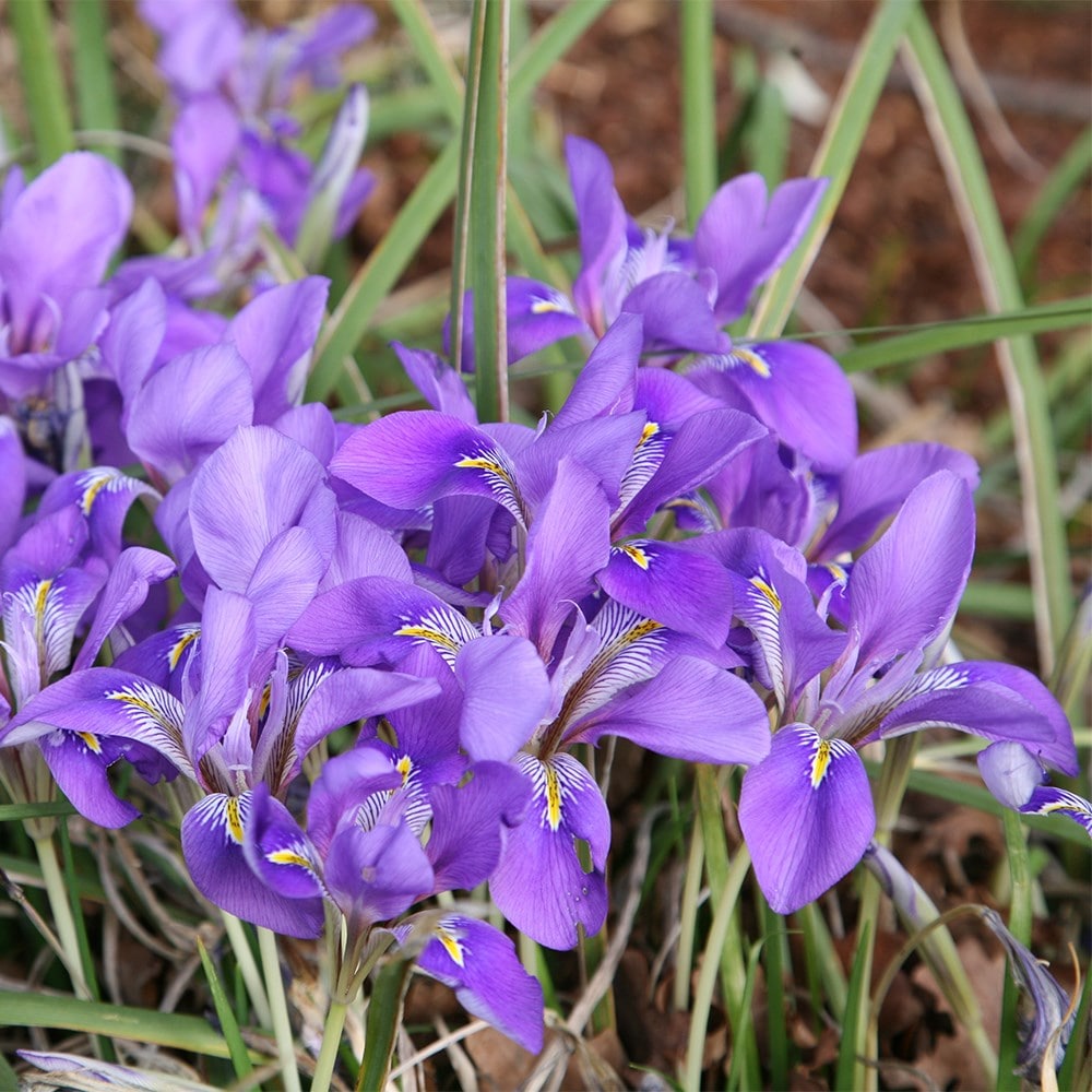 <i>Iris unguicularis</i> 