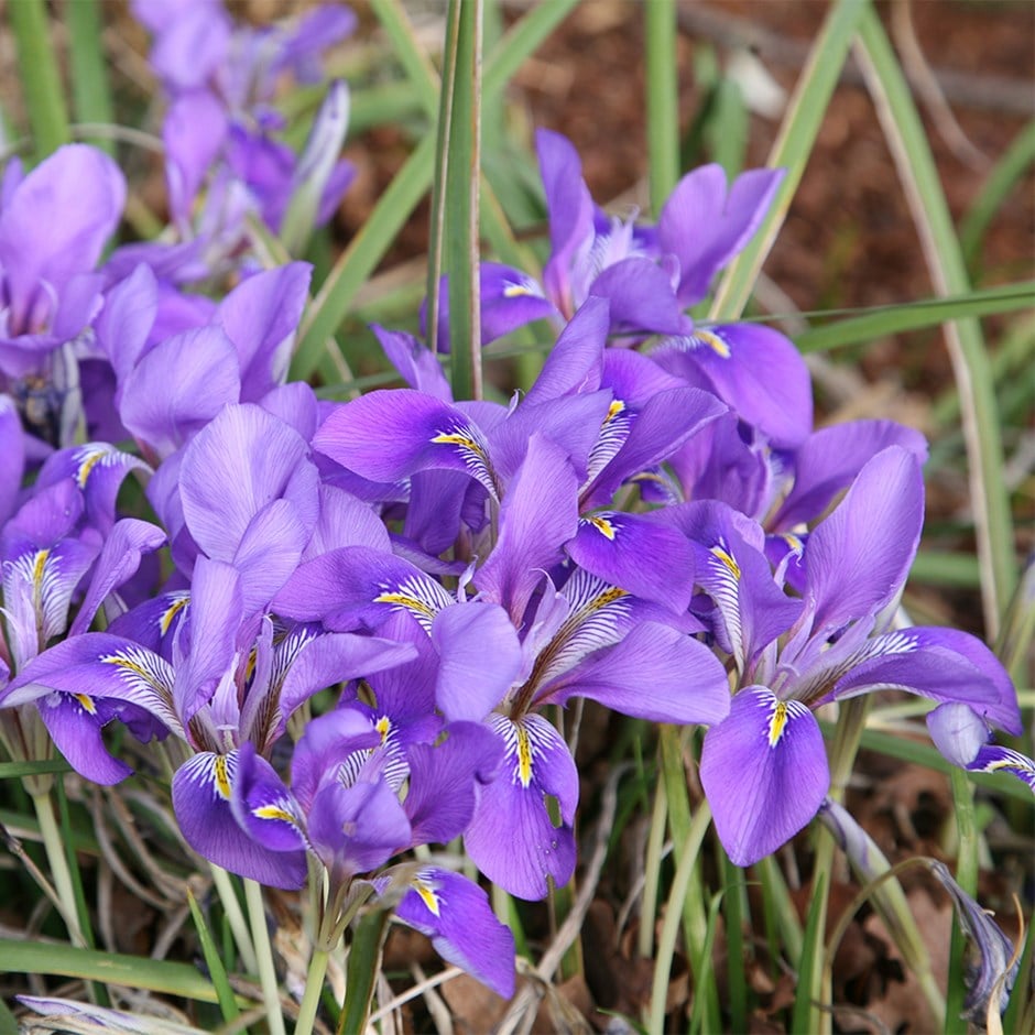 Algerian iris