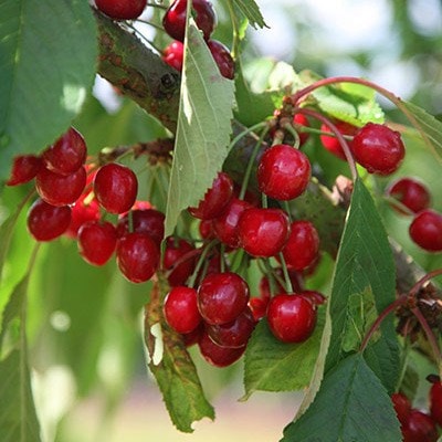 Picture of cherry Stella