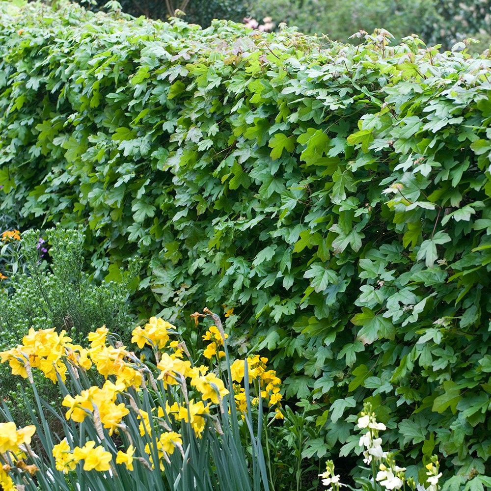 Product options image