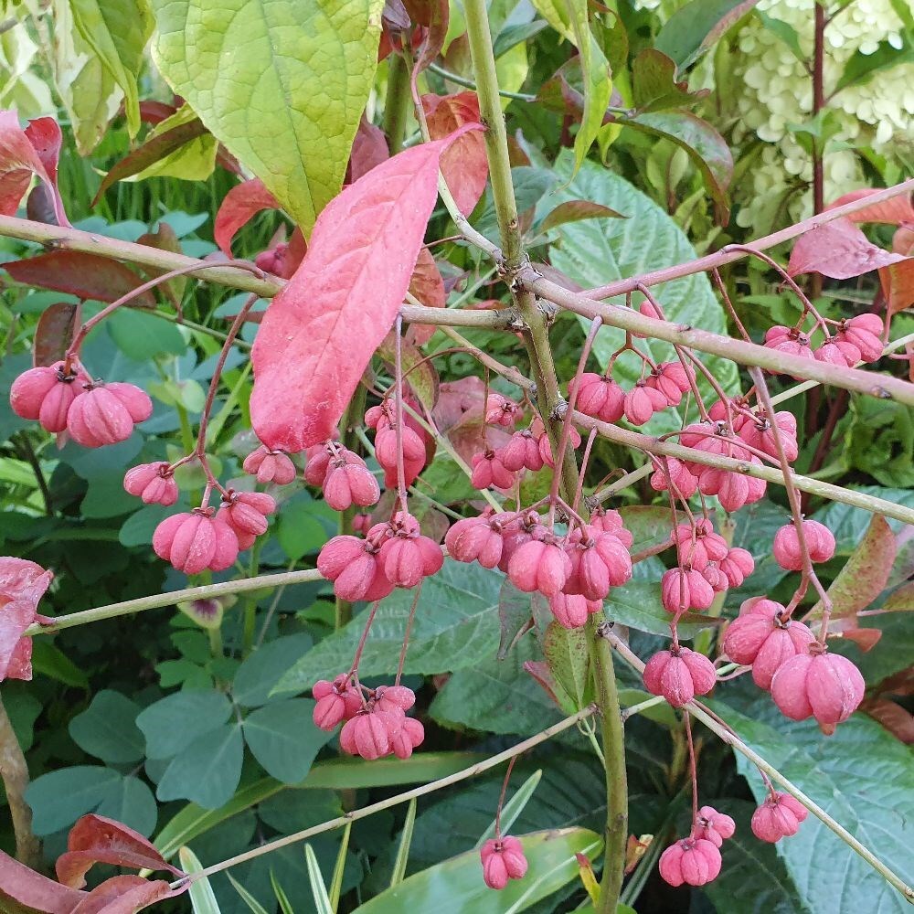 spindle tree