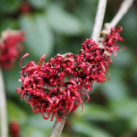 Picture of Hamamelis × intermedia Diane