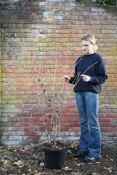 Buy witch hazel Hamamelis Ã— intermedia Diane: Â£99.99 