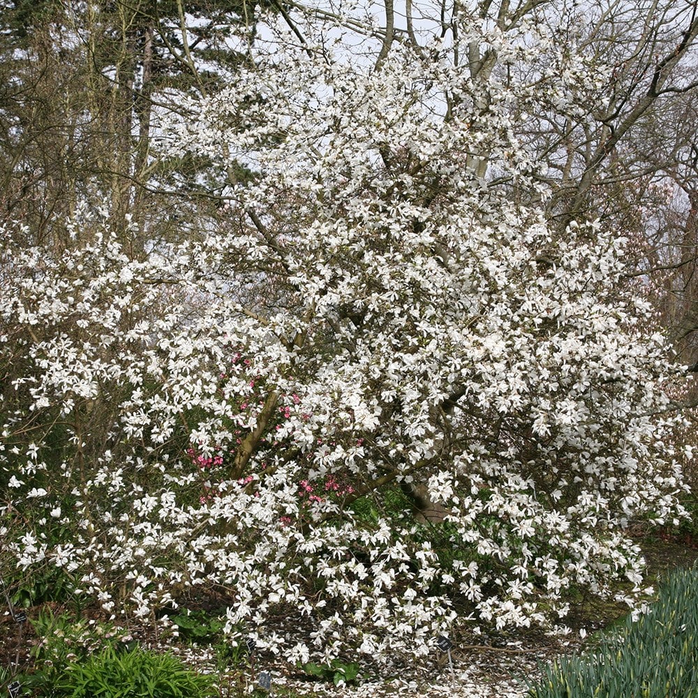<i>Magnolia stellata</i> 