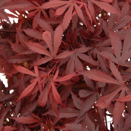 Picture of Acer palmatum Atropurpureum