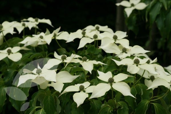 Cornus florida