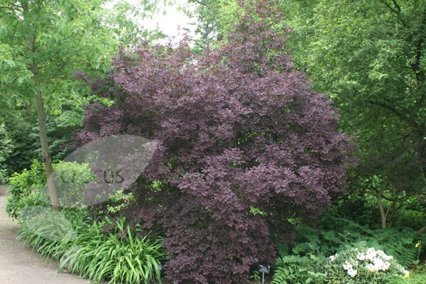 <i>Cotinus coggygria</i> 'Royal Purple'