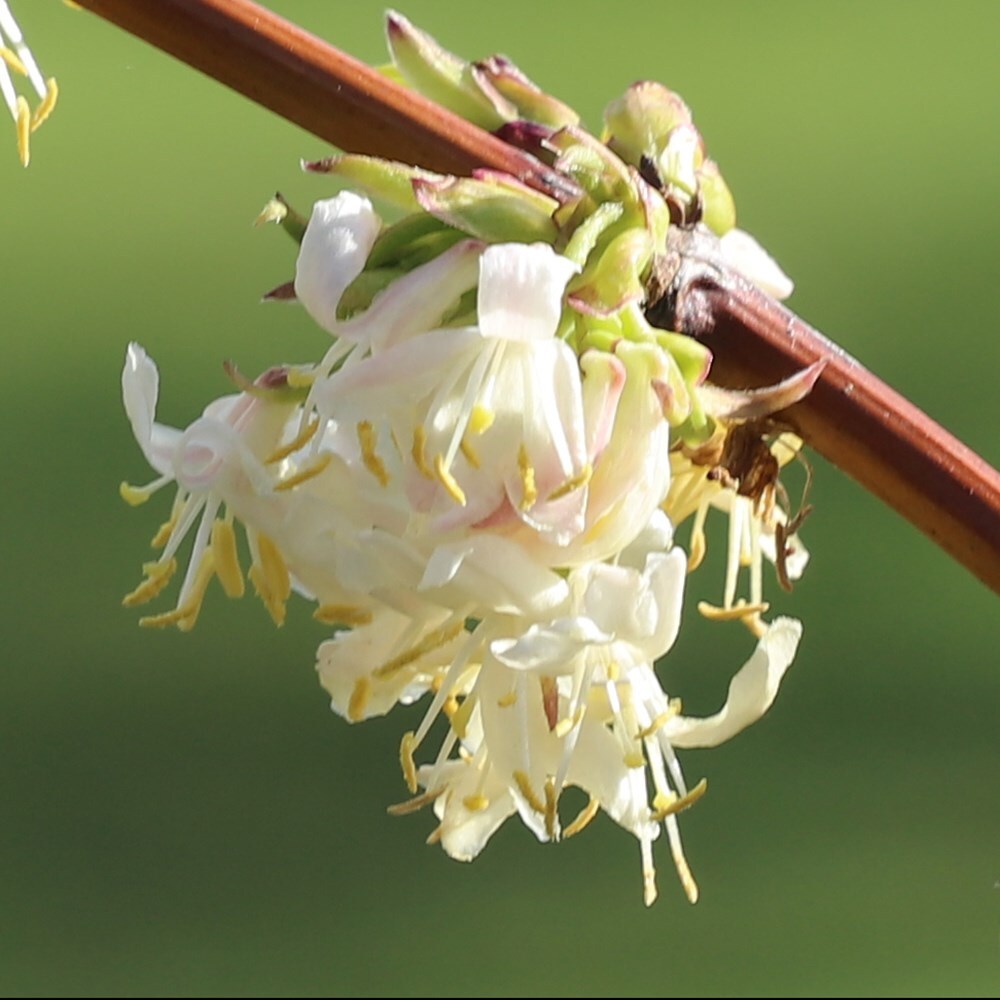 Buy Winter Honeysuckle Lonicera Fragrantissima 79 99 Delivery By Crocus   Pl2000012919 