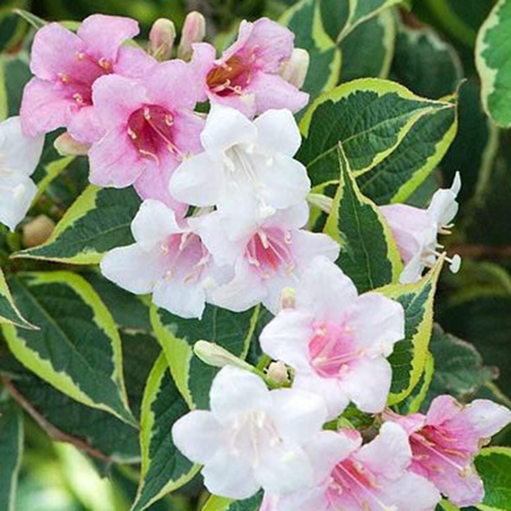 Variegated weigela discount
