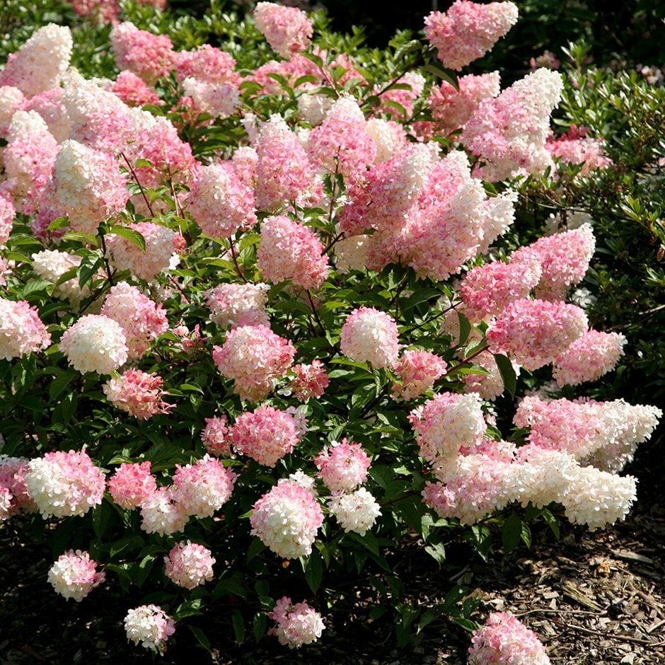 <i>Hydrangea paniculata</i> <b class=small-caps>Vanille Fraise</b> ('Renhy') (PBR)