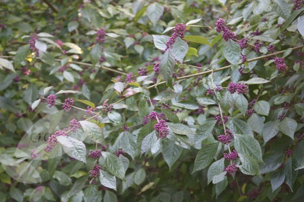 Callicarpa bodinieri /'Profusion/' Beauty Berry Plants Set of 3 in 9cm Pots