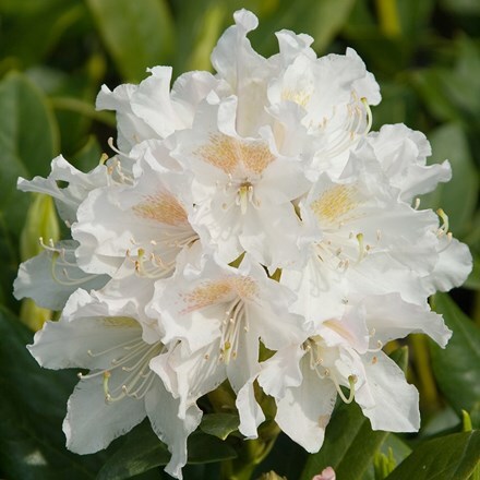 Rhododendron Cunningham's White
