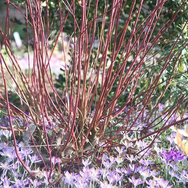 Buy red-barked dogwood Cornus alba Elegantissima: £69.99 Delivery by Crocus