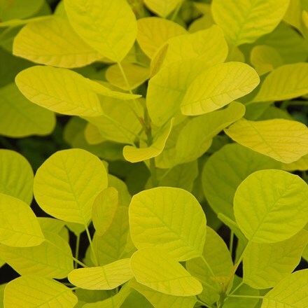 Picture of Cotinus coggygria Golden Spirit ('Ancot') (PBR)