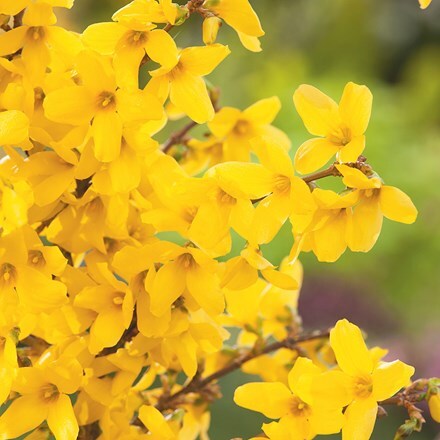 Picture of Forsythia × intermedia Week End ('Courtalyn')