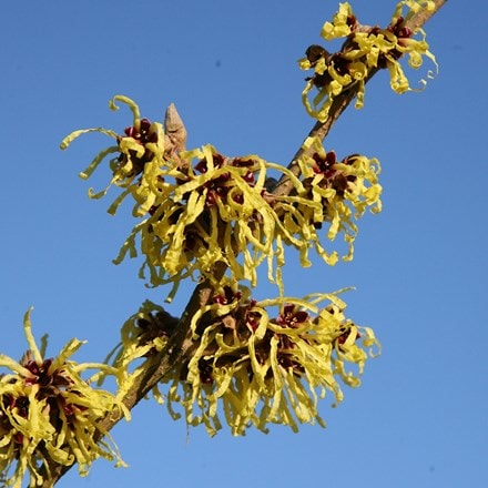 Hamamelis × intermedia Pallida