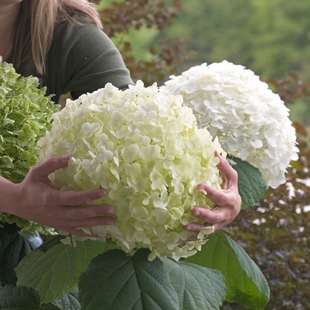 Hydrangea arborescens Incrediball ('Abetwo') (PBR)